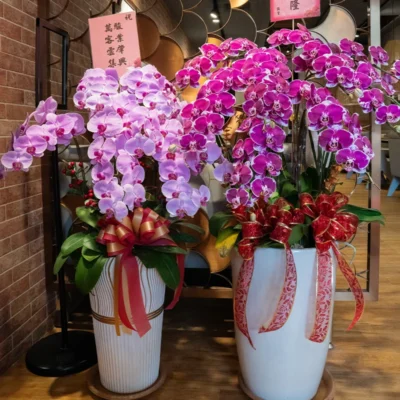 祝賀蘭花A-1_弘曜花藝版權所有