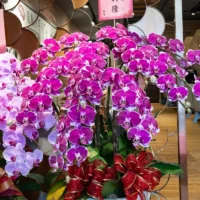 祝賀蘭花A-3_弘曜花藝版權所有