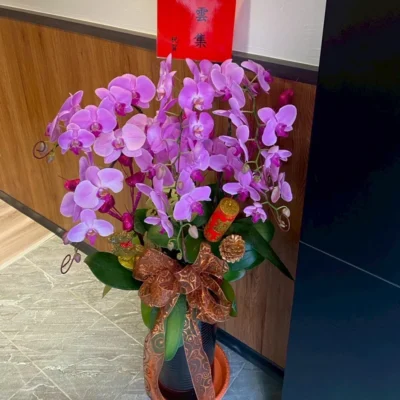 祝賀蘭花B_弘曜花藝版權所有