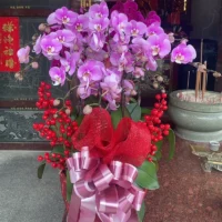 祝賀蘭花C_弘曜花藝版權所有