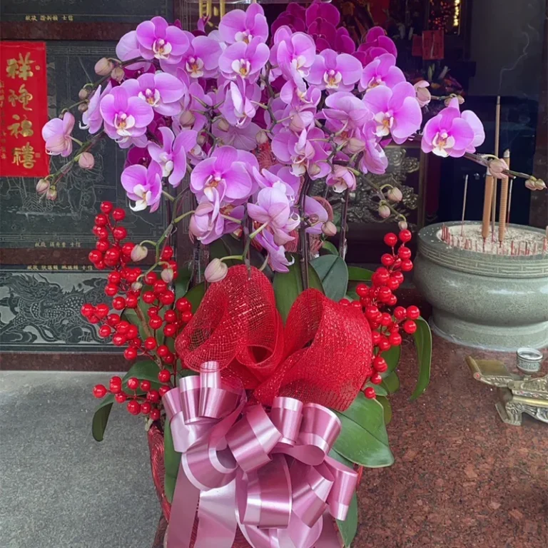 祝賀蘭花C_弘曜花藝版權所有