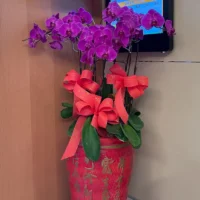 祝賀蘭花D_弘曜花藝版權所有