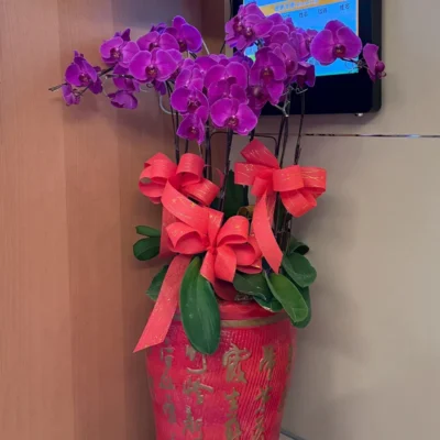 祝賀蘭花D_弘曜花藝版權所有