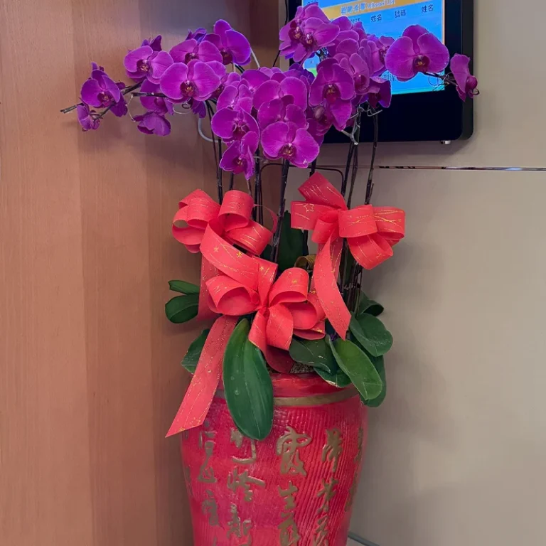 祝賀蘭花D_弘曜花藝版權所有