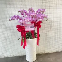 祝賀蘭花E_弘曜花藝版權所有