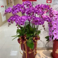 祝賀蘭花F_弘曜花藝版權所有