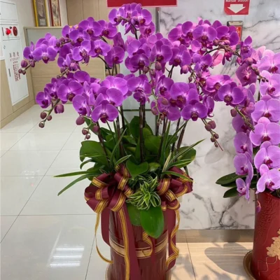 祝賀蘭花F_弘曜花藝版權所有