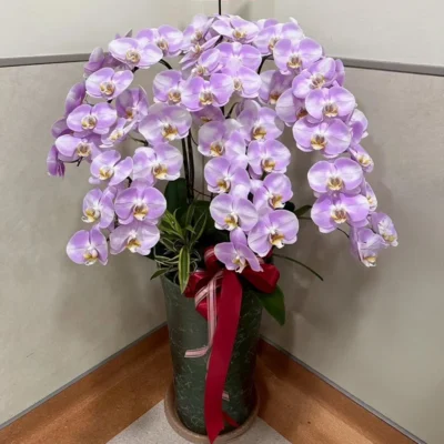 祝賀蘭花G_弘曜花藝版權所有