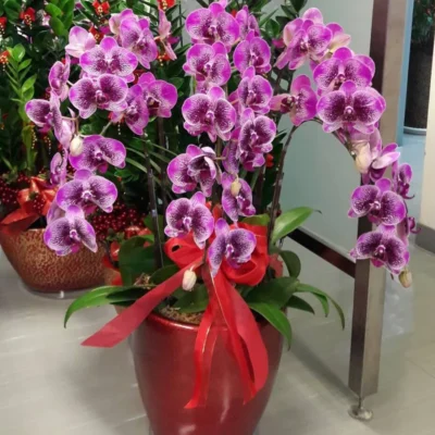 祝賀蘭花H_弘曜花藝版權所有