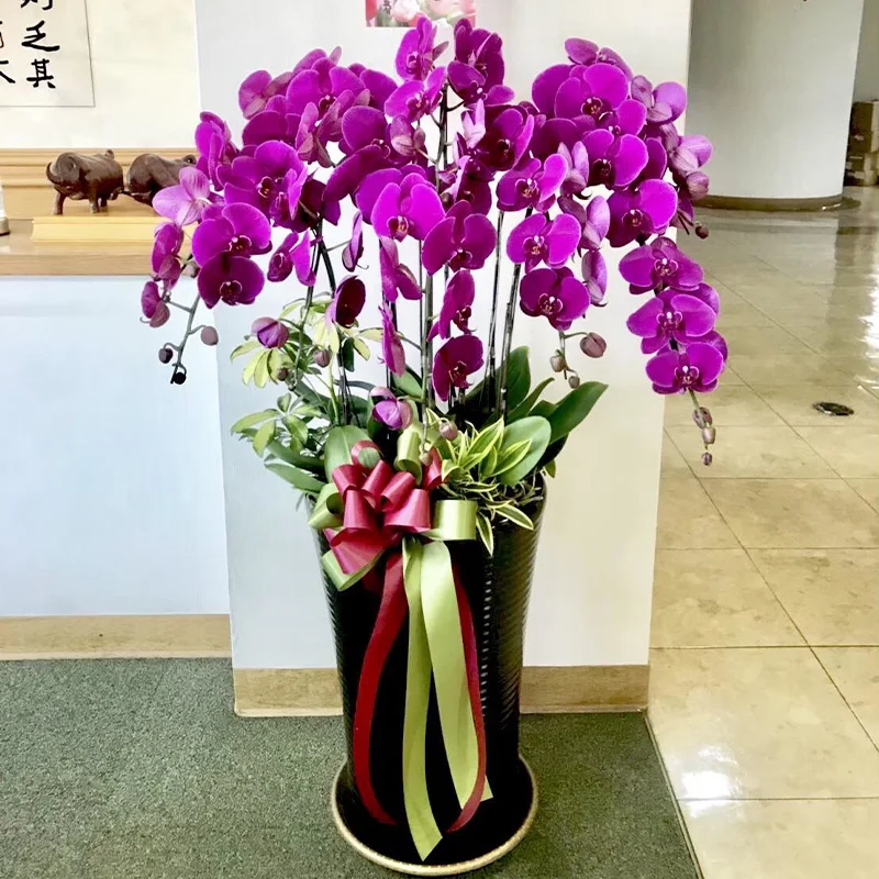 祝賀蘭花I_弘曜花藝版權所有