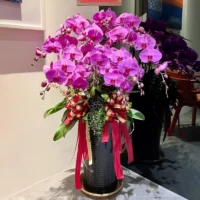 祝賀蘭花J_弘曜花藝版權所有